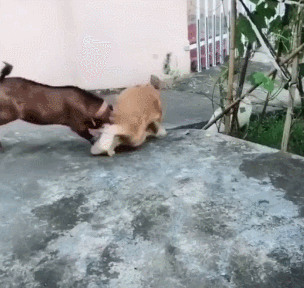 这是一只凶猛的羊,把狗子吓坏了吧!