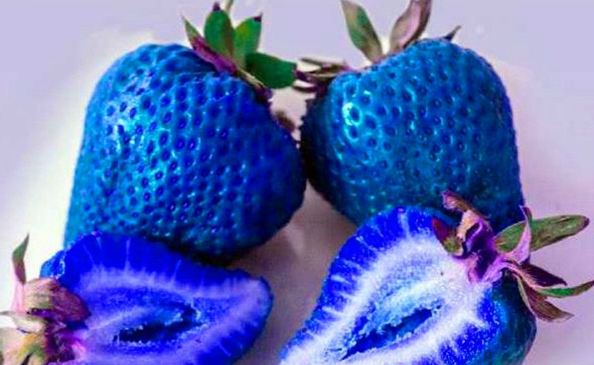 世界上最奇葩的六大水果:3.蓝色草莓