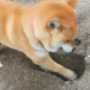 汪星人搞笑gif:看完这八只汪星人,我已经笑得肚子抽筋