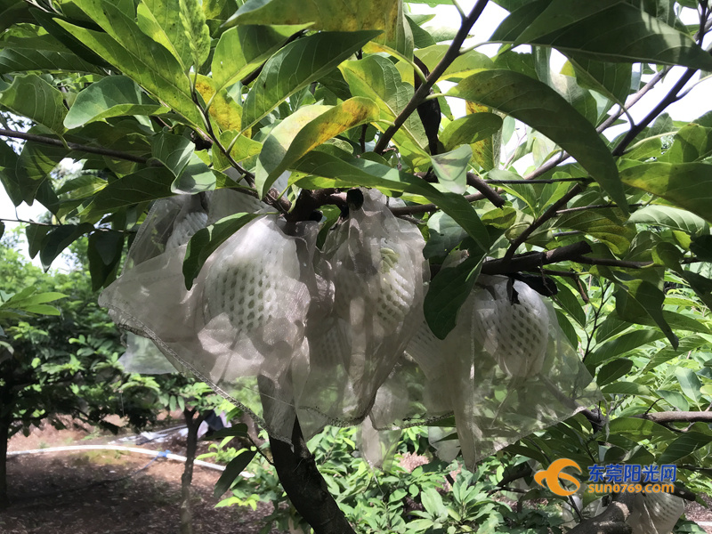 东莞荔枝又上市啦!每斤只要17元,个头还特别