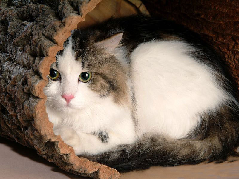 什么品种的猫最好养?十大比较好养的猫!你家养的猫听话吗?|猫|暹罗猫 ...