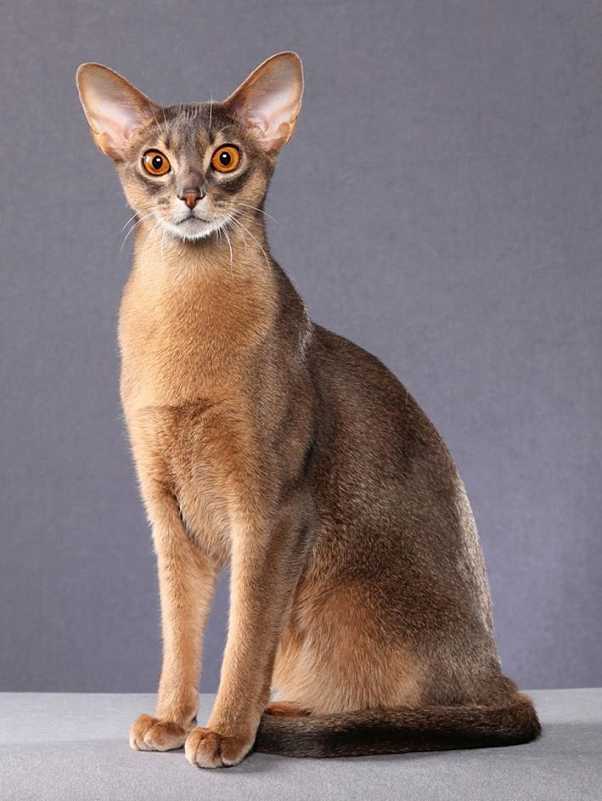 懂猫的都知道,这种猫咪被誉为古埃及猫的直系后代,有"猫中舞者"的称呼