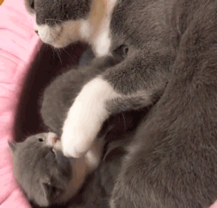 小短腿不停拨拨拨,喝水用怪招,又到了小奶猫密集的时节!吸吗?