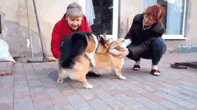 短腿小柯基悬空啪简直污到不忍直视.