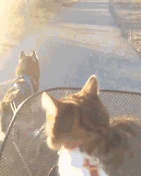 一只被二哈养大的喵星人,喵风感觉已经被汪星人带跑偏