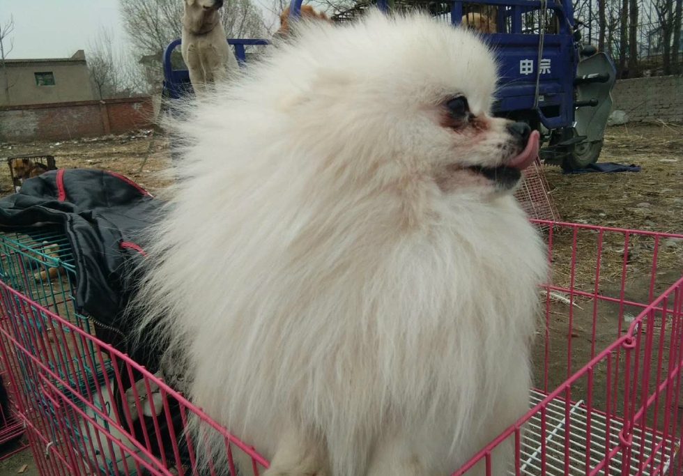 真实拍摄,唐山最大狗市,三通狗卖价6000元,土狗