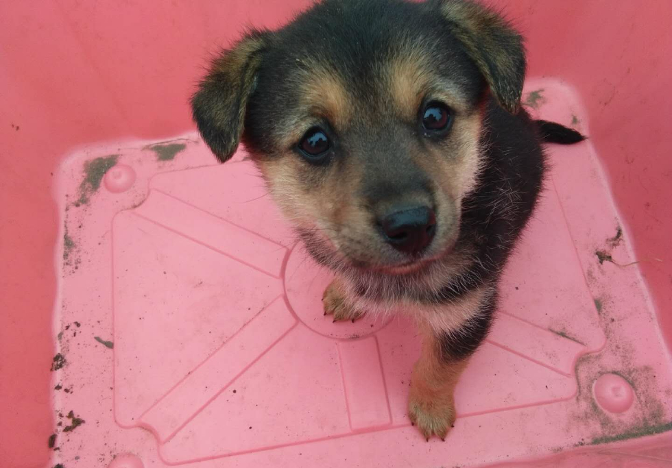 真实拍摄,唐山最大狗市,三通狗卖价6000元,土狗