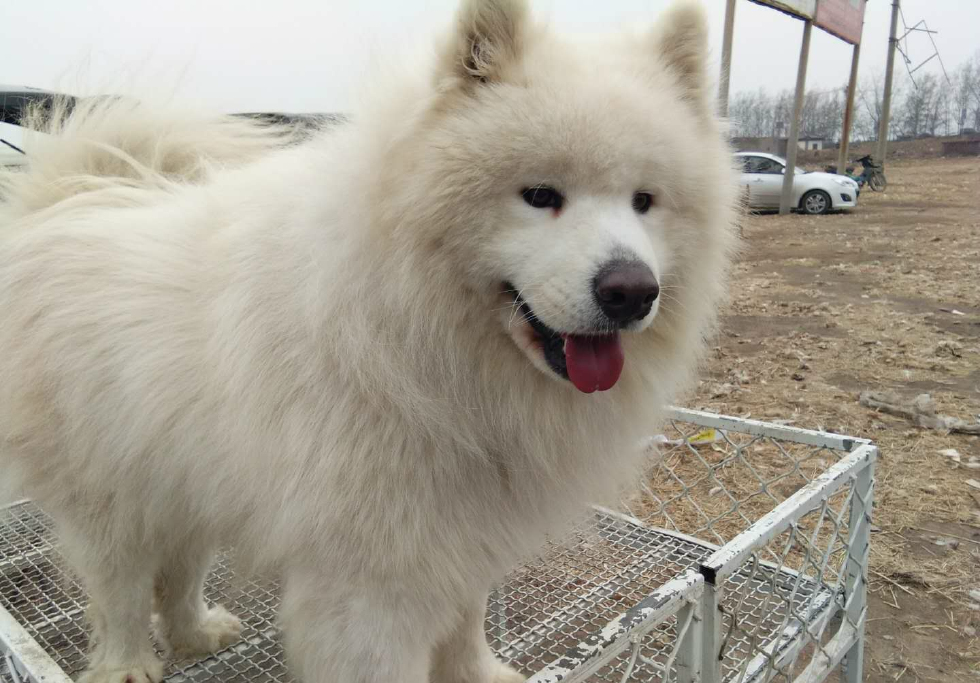 真实拍摄,唐山最大狗市,三通狗卖价6000元,土狗