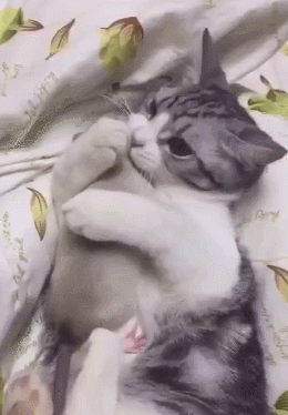 猫咪把老鼠当情人,抱怀里亲亲,老鼠:要钱不要命!