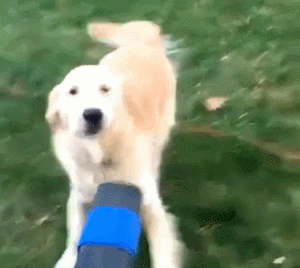 (宠物狗狗金毛) 长期不清洁牙齿:其实对于狗狗来说也是需要定期对牙齿