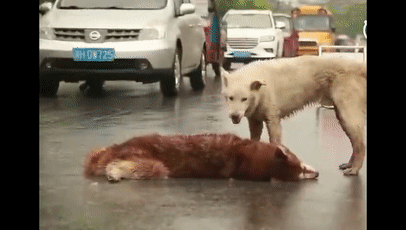 壁纸 动物 狗 狗狗 406_230 gif 动态图 动图