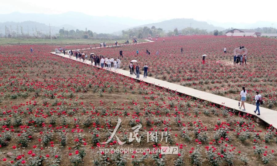 2018年4月11日,在四川省仁寿县清水镇的花卉产业园里,游客们正在园区