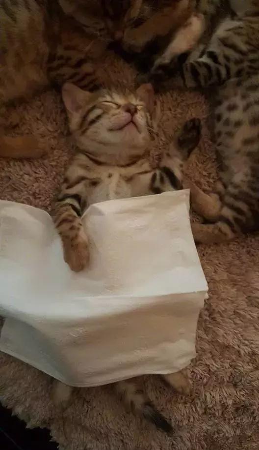 网友看小猫咪在地毯上睡着了,暖心的帮它盖了一个纸巾