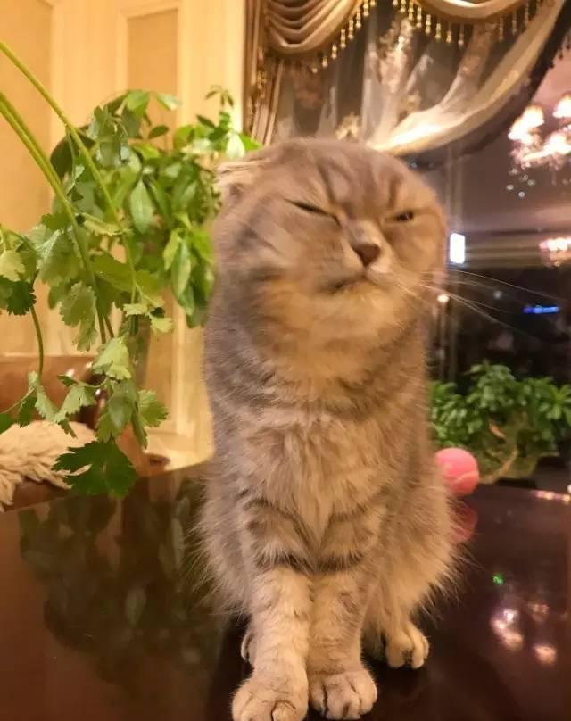 萌宠搞笑图第1071:可爱的傻妞,真的是傻白甜!