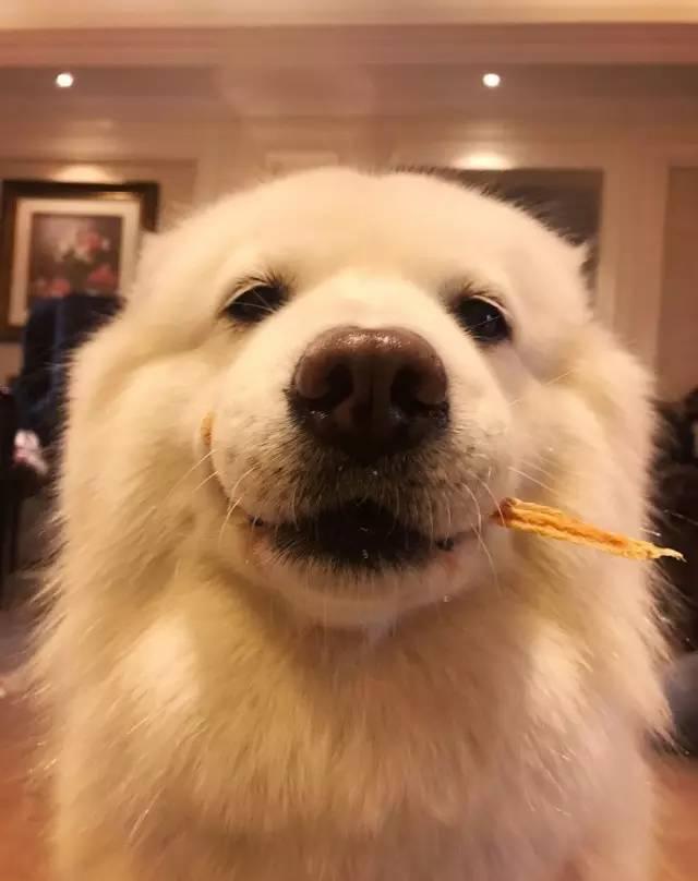 萌宠搞笑图第1071:可爱的傻妞,真的是傻白甜!