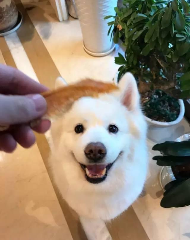 萌宠搞笑图第1071:可爱的傻妞,真的是傻白甜!