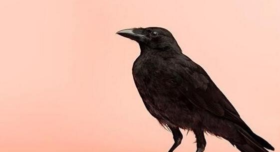 大著名悖论你都知道你吗 其中证明乌鸦悖论只