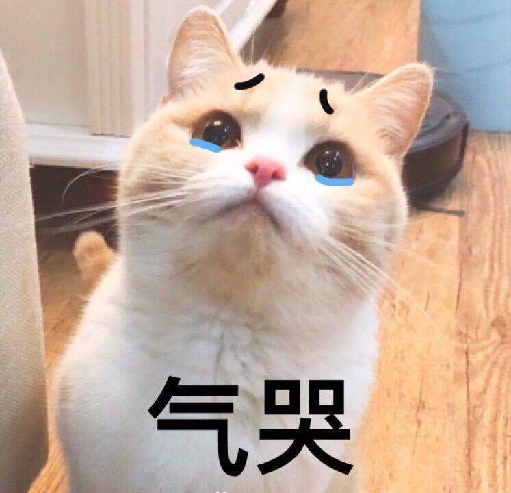猫咪表情281:小崽子落我手里了吧?来呀…气小孩破表情大全图片包图片
