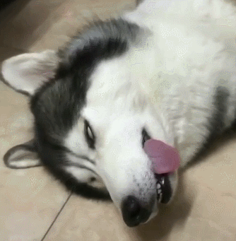 二哈摊地上翻白眼,主人:狗子,你肿么了?狗:拆家可是个