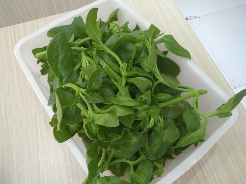 田七是常见的一种植物,河南农村妈妈告诉你,吃