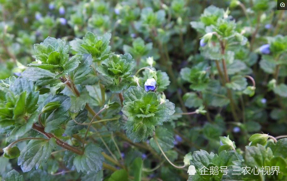 这个卷心花作为中草药,在医学上是被认可的,并且用途广泛,有凉血,止血