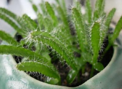 龙骨寓意吉祥如意,半年不回家,老妈把养的直戳