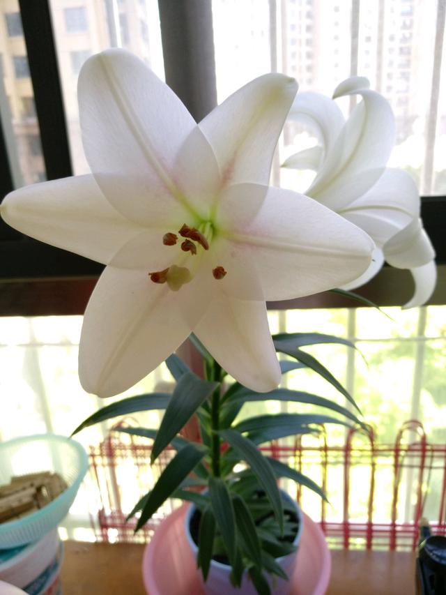 香水百合花期不定,一年四季都可开花,花开一朵