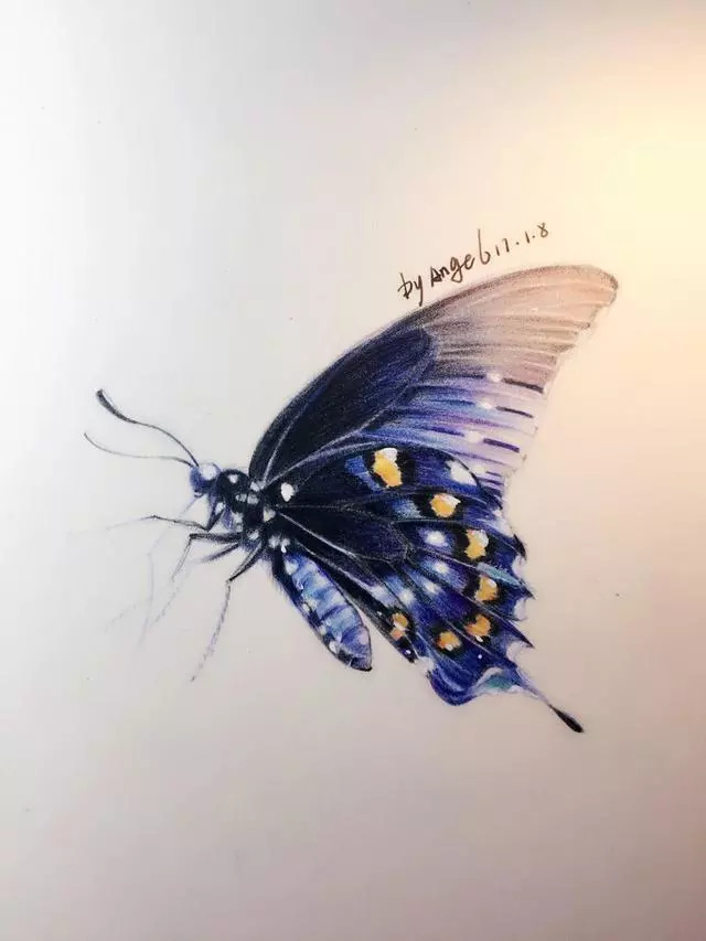 【彩铅教程】零基础教你用彩铅画一只栩栩如生的蝴蝶
