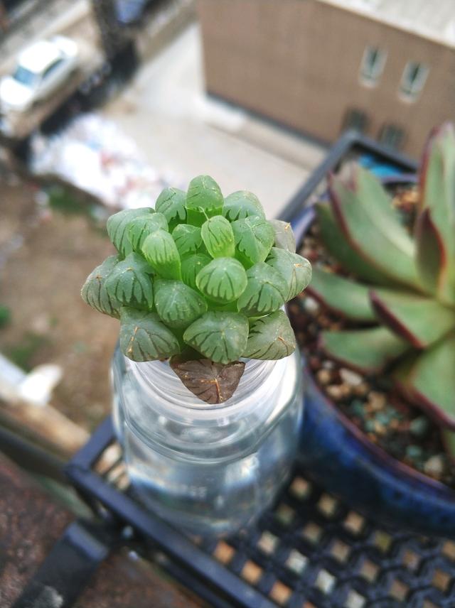 养了一年的玉露半死不活,这样养护,1周就变得