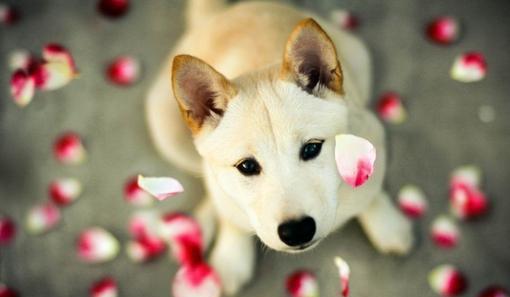 狗狗身上有异味,怎么清洗都洗不掉,可能忽略了