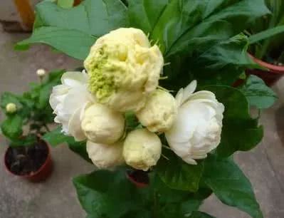 卧室养这3种植物,它们耐阴性,还能助睡,失眠