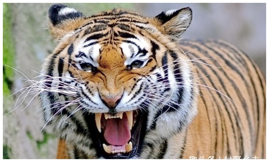 这只老虎,疯狂咬人436人,追杀10年,死后才真相大白