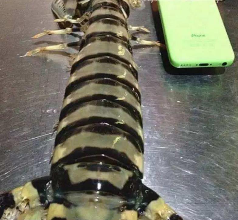 皮皮虾的品种有那么多种,哪一种是世界上最大的,看完长学问了