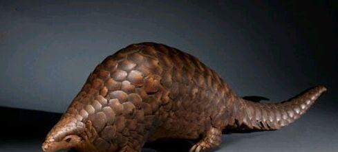 动物世界十大极端进化的动物, 为交配雄性之间