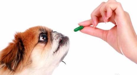 养宠物狗需要谨记的事项,狗狗寄生虫,没错是寄