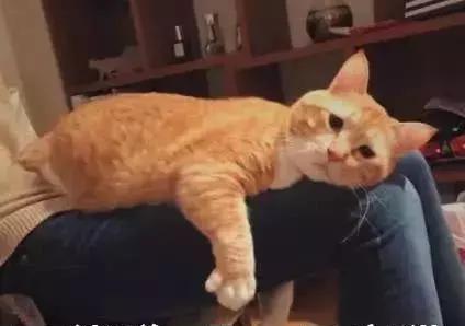 一大波猫咪生活不易的表情包,第六张太逗了