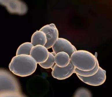 为什么葡萄酒的酒精度,很少超过14度?