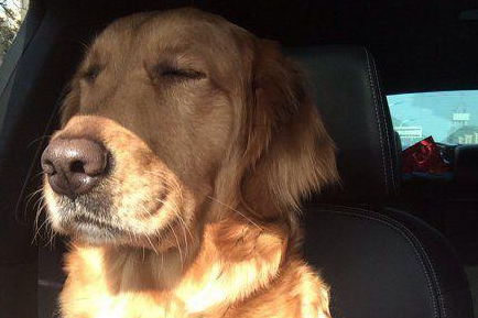 搞笑图片: 狗子你的表情为何这么忧郁啊