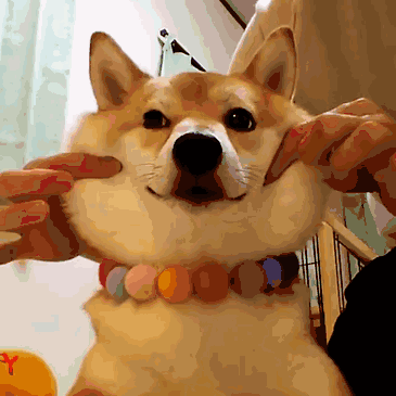 doge表情包的加持,还自带本来就很萌的肉肉的脸颊~看着就很好捏啊