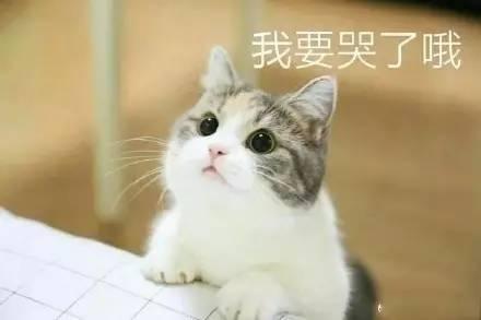 狂犬病只有狗咬才会得?猫也会的!怕不怕?