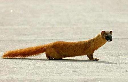 都说黄鼠狼给鸡拜年不安好心,黄鼠狼到底有多邪门,不看真不知道