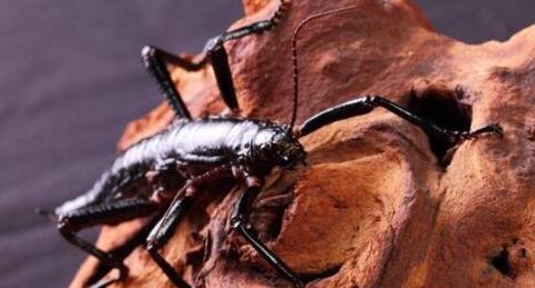 已灭绝的树龙虾依旧存在,还成对生活在一起