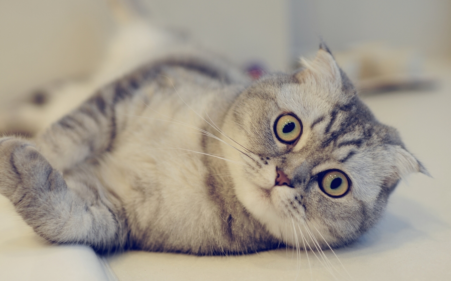 什么品种的猫最好养?十大比较好养的猫!你家养的猫听话吗?|猫|暹罗猫 ...