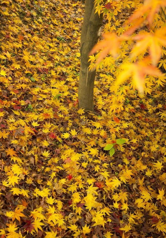 霜降,落叶,深秋,又是那个落叶狂吻深秋的时候了