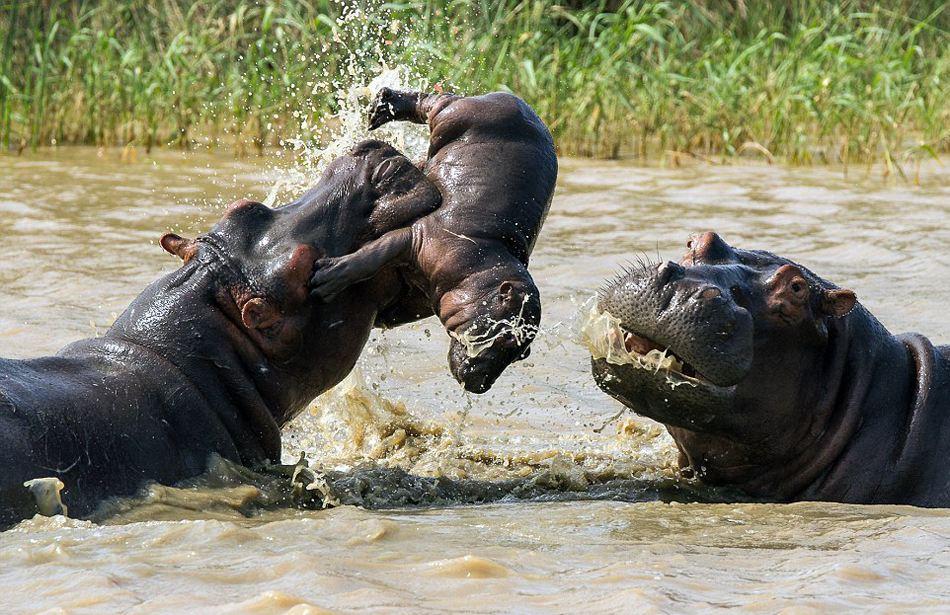 上图为一头河马和一条鳄鱼抢食一头角马的画面.