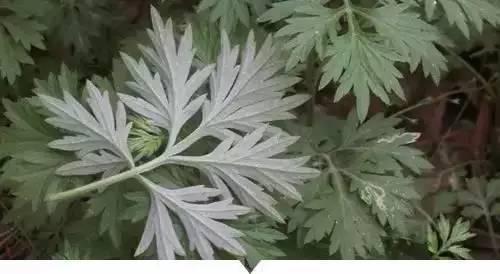 时候常见又叫不上名的植物,终于知道叫什么了