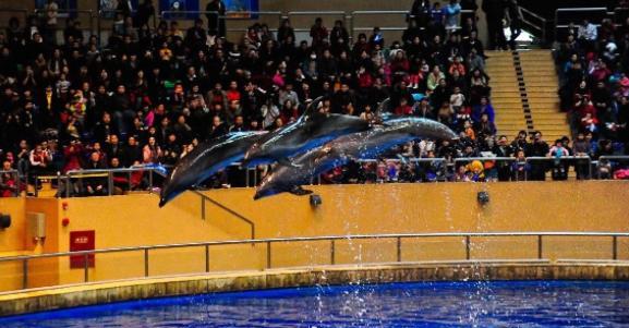 北京周边海洋馆汇总, 想带孩子去海洋馆的收藏