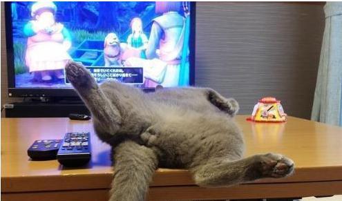 在旁边熟睡的猫,忍不住戳了一下它的蛋蛋!可它确实这样的表情!