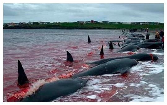 日本禁止公约下也要捕鲸,那么捕杀一头成年蓝