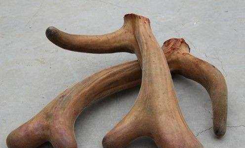 鹿茸枸杞同泡酒, 男人喝了壮如牛, 配方在后面